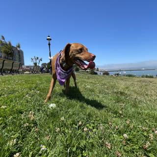 Purple Bandana Pup Enjoying a Sunny Day at San Francisco Maritime National Historical Park