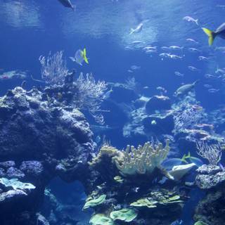 Aquatic Symphony: The Harmony of Sea Life