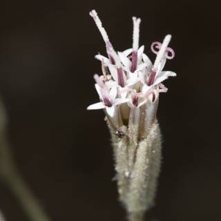 Pink and White Flower Close-Up