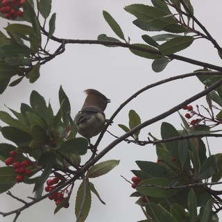 Cedar Waxwing Perched Among Red Berries