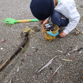 Young Explorer Collecting Beach Treasures in Sand