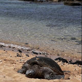 Turtle Sunbathing on the Beach