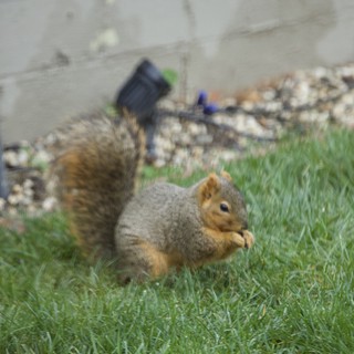 Fox Squirrel Foraging in Suburban Backyard