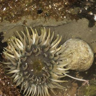 Anemone and Sea Urchin Amongst the Rocks