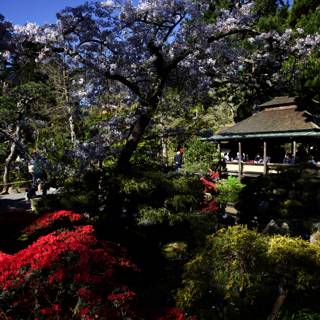 Enchanting Cherry Blossoms at the Japanese Tea Garden