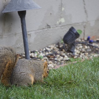 Fox Squirrel Foraging on Suburban Lawn