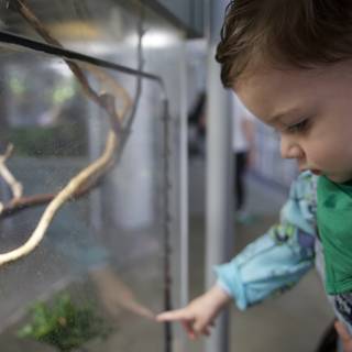 A Child's Fascination: Reptiles of the Rainforest