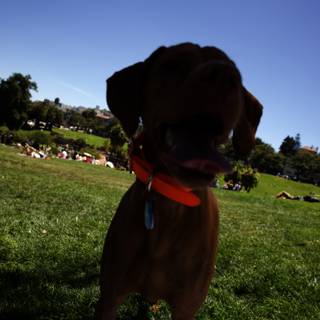 Golden Day at Delores Park