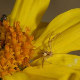 Arthropod Gathering on Yellow Daisy