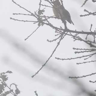 Bird Perched on Winter Branch in Foggy Conditions