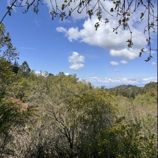 Tranquil Tilden Skies