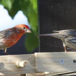 Feathered Companions