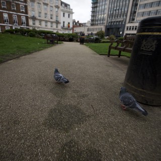 Pigeons on a Wet Path in Urban London Park