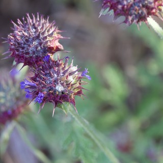 Spiny Purple Sage Blooms on Mount Diablo