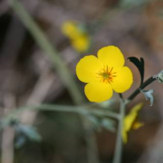 A Lone Yellow Geranium in a Sea of Flax