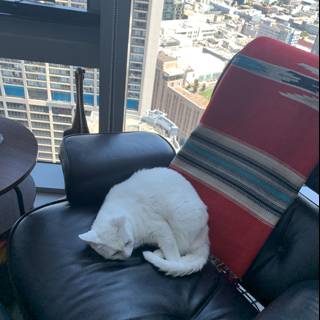Catnap in the City
