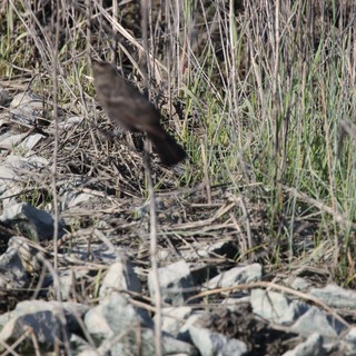 Brown Bird Foraging Among Dried Grasses and Rocks