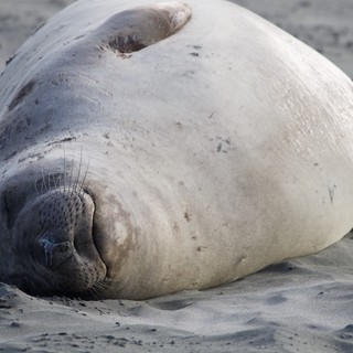 Resting Elephant Seal Pup on Drakes Beach