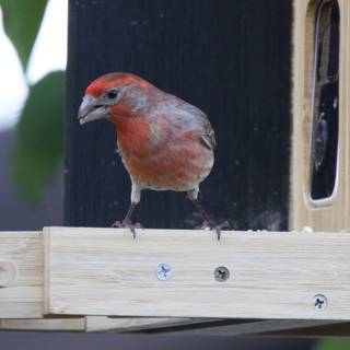 Finch on Duty