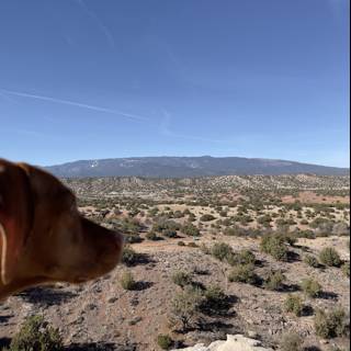 Desert Dog Gazing at the Wilderness