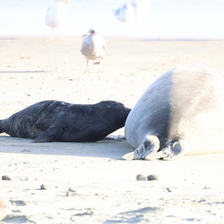 Elephant Seal Mother and Black Pup at Drakes Beach