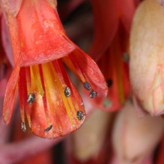 Up Close with the Bugs on a Blooming Flower