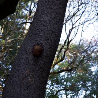 Nature's Resilience