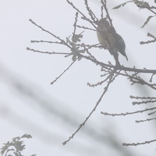 Songbird Perched on Winter Branch in Overcast Sky