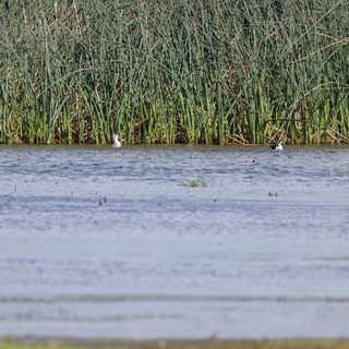 Shorebirds Resting Along Wetland Reed Edge