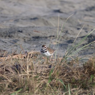 Killdeer Wading Through Coastal Grass and Sand