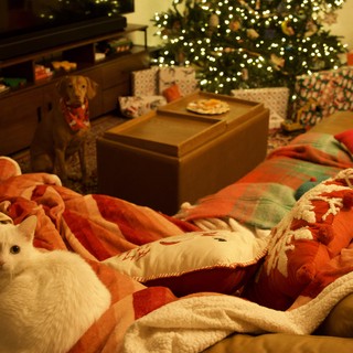 Cozy Christmas Morning with White Cat and Dog