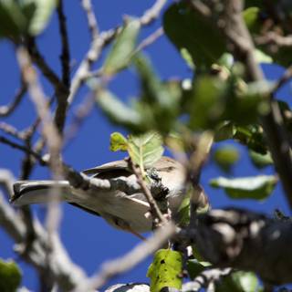 Morning Chatter in the Treetop