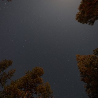 Starry Night Sky Through Pine Canopy at Lassen