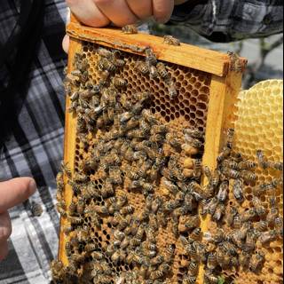 The Beekeeper's Harvest