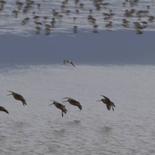 Graceful Flight Over San Pablo Bay
