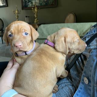 Puppies Cuddle Up in Lap of Luxury