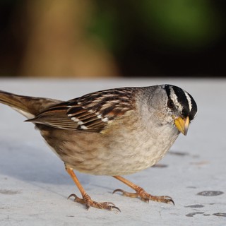 White-Crowned Sparrow at Drakes Beach