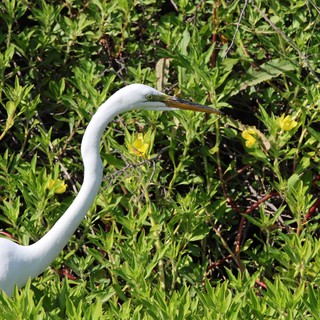 Great Egret Hunting Among Yellow Wildflowers