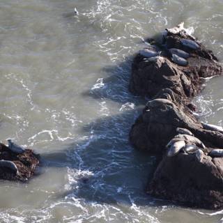 Seals sunbathing on rocky promontory