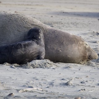 Elephant Seal Resting on Sandy Beach at Drakes Beach