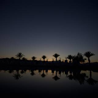 Sunset Silhouette of Palm Trees at Coachella