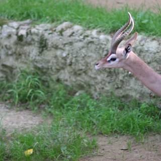 Majestic Impala Strolling in the Grass