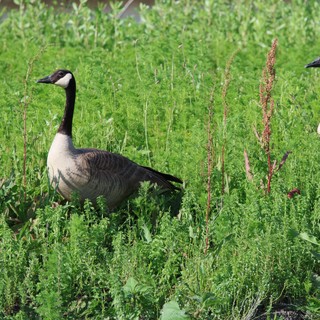 Canada Geese Foraging in Lush Spring Wetland Grassland