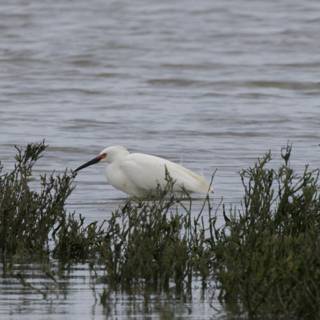 Grace of the Marshlands