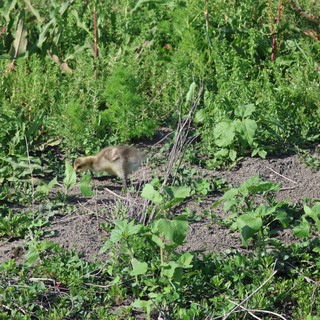 Canada Goose Gosling Exploring Garden Patch