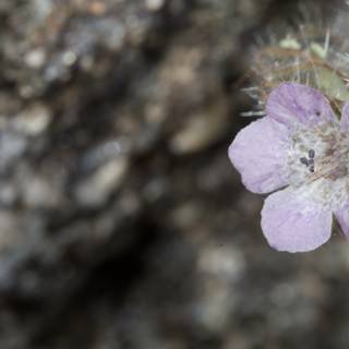Purple Geranium Flower Growing on Rock