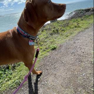 Canine Gazing Out to Sea