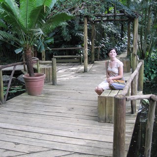 cycad