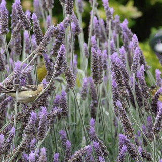 Willow Warbler Perched Among Purple Lavender Blooms