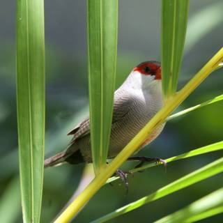 Piercing Gaze: The Finch Among Foliage